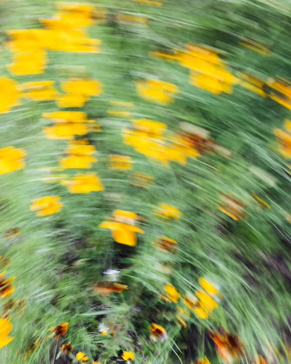 Yellow wildflowers sweep through a green field in deliberate motion blur.