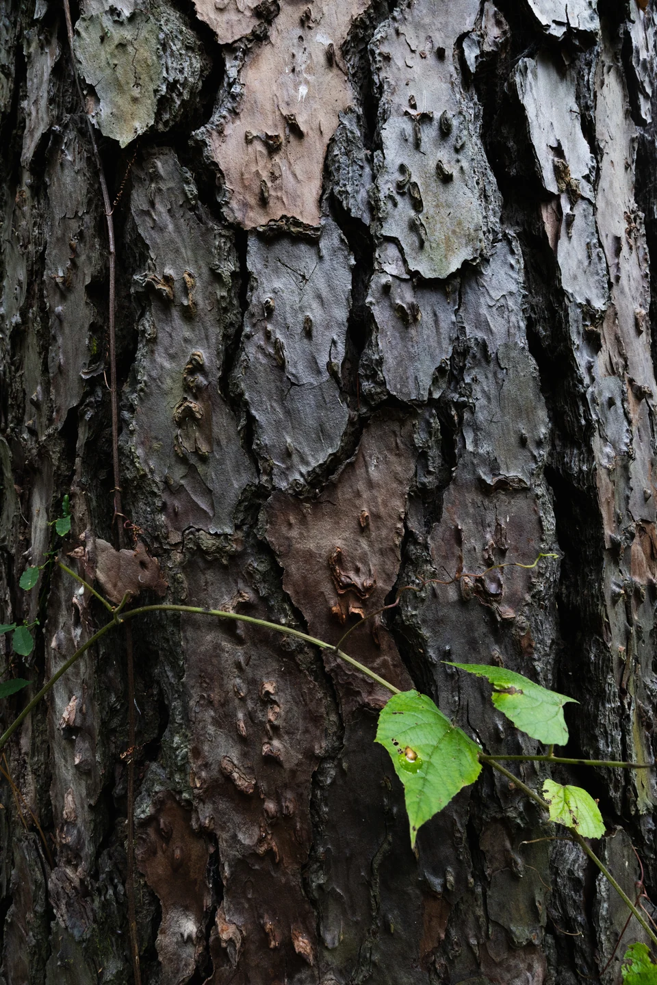 Small green leaves grow against deeply textured tree bark.