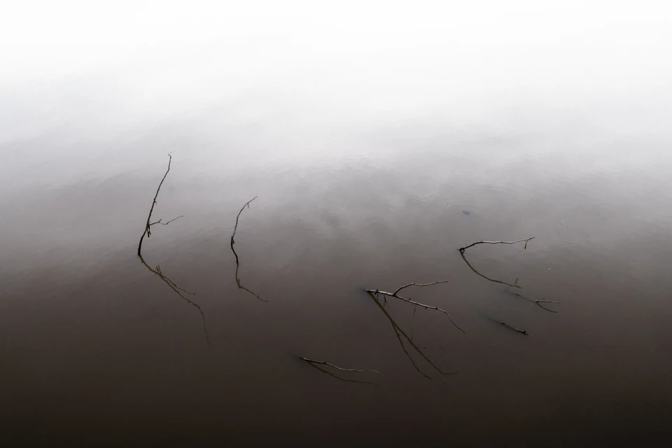 Bare twigs rise from still water that disappears into a white mist.