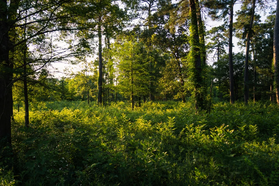 Low sunlight illuminates the floor of a green woodland.