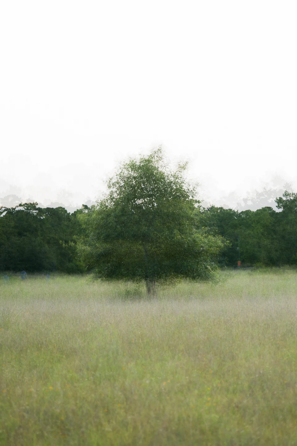 A solitary tree is softened by movement against a pale sky and green field.