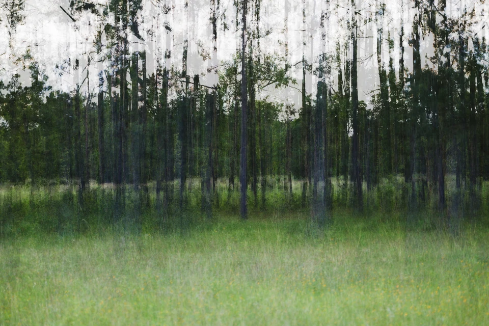 A line of slender trees is softened into a layered study of green and gray.