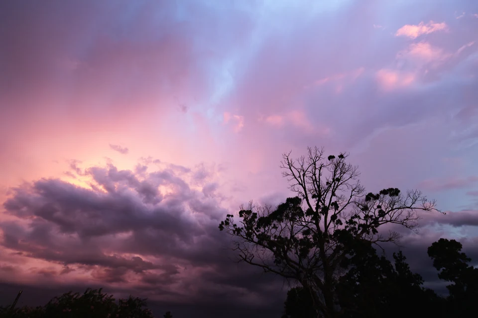 Pink and violet storm clouds tower over a silhouetted tree.