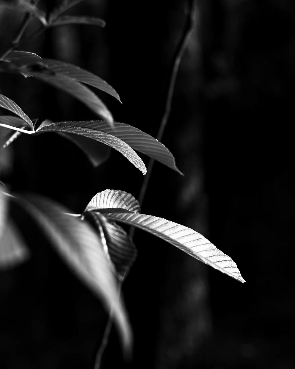 Pale leaves emerge from deep shadow in a black-and-white botanical study.
