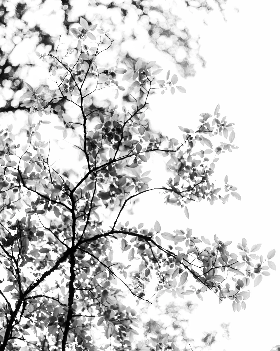 Dark branches and translucent leaves form a delicate black-and-white pattern against luminous sky and soft circles of light.