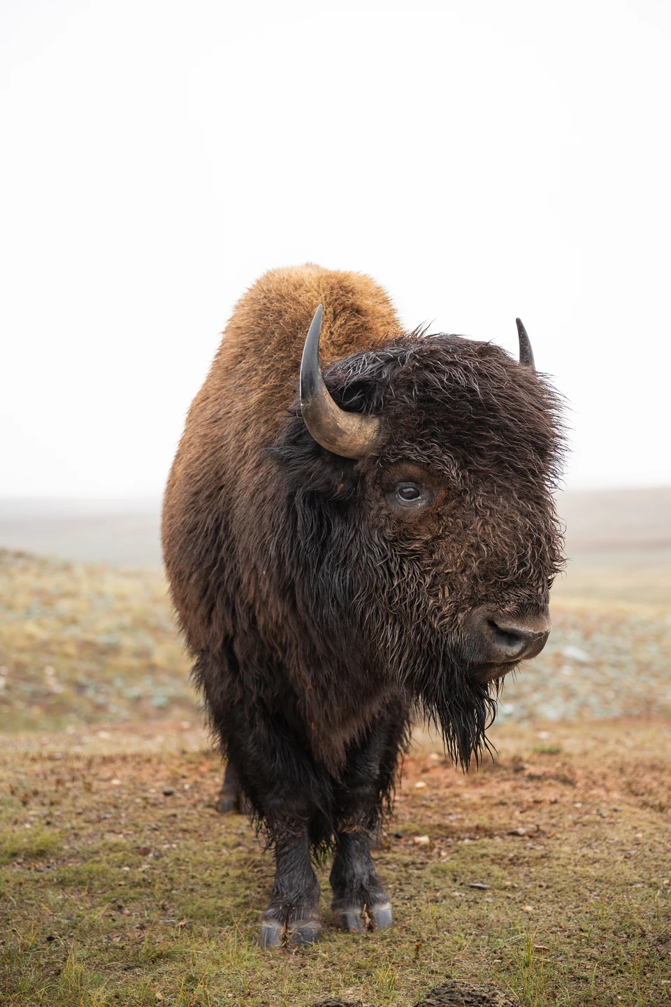 A bison stands head-on in pale grass beneath an overcast sky.