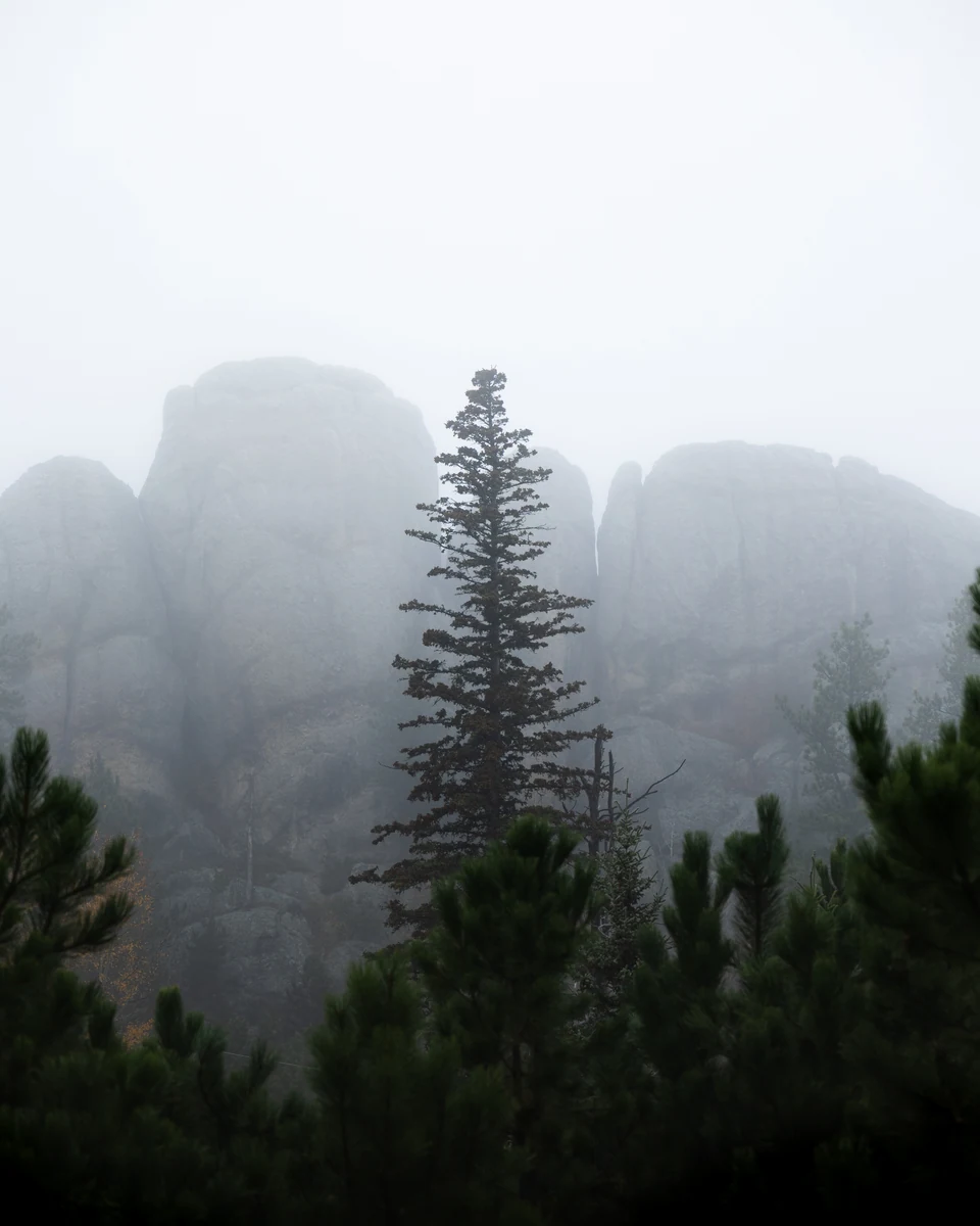 A tall evergreen stands before rock formations softened by fog.