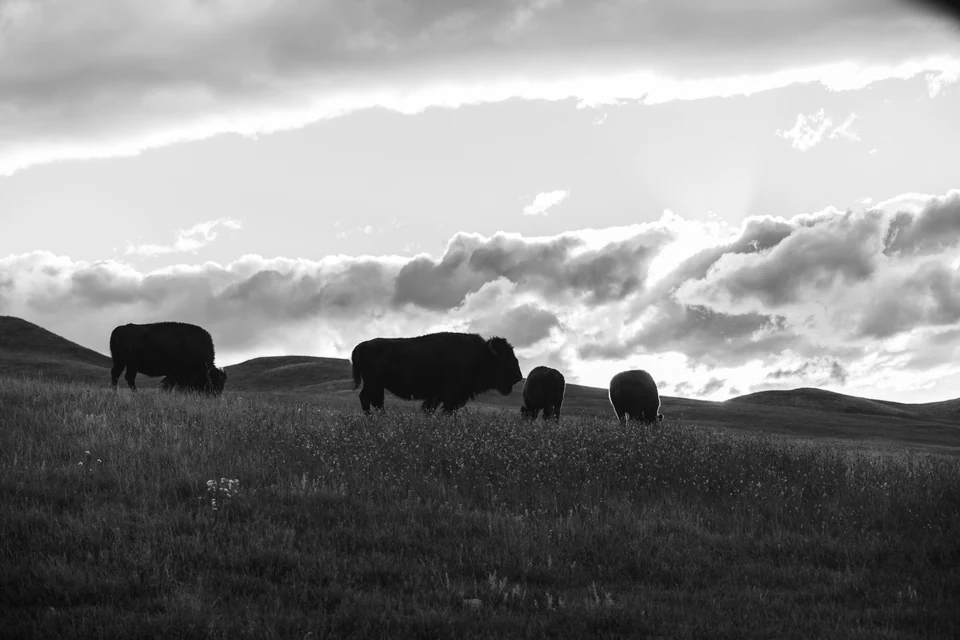 A bison herd grazes along a ridge beneath textured clouds in black and white.