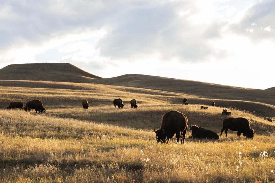 Bison are scattered across sunlit rolling grassland.