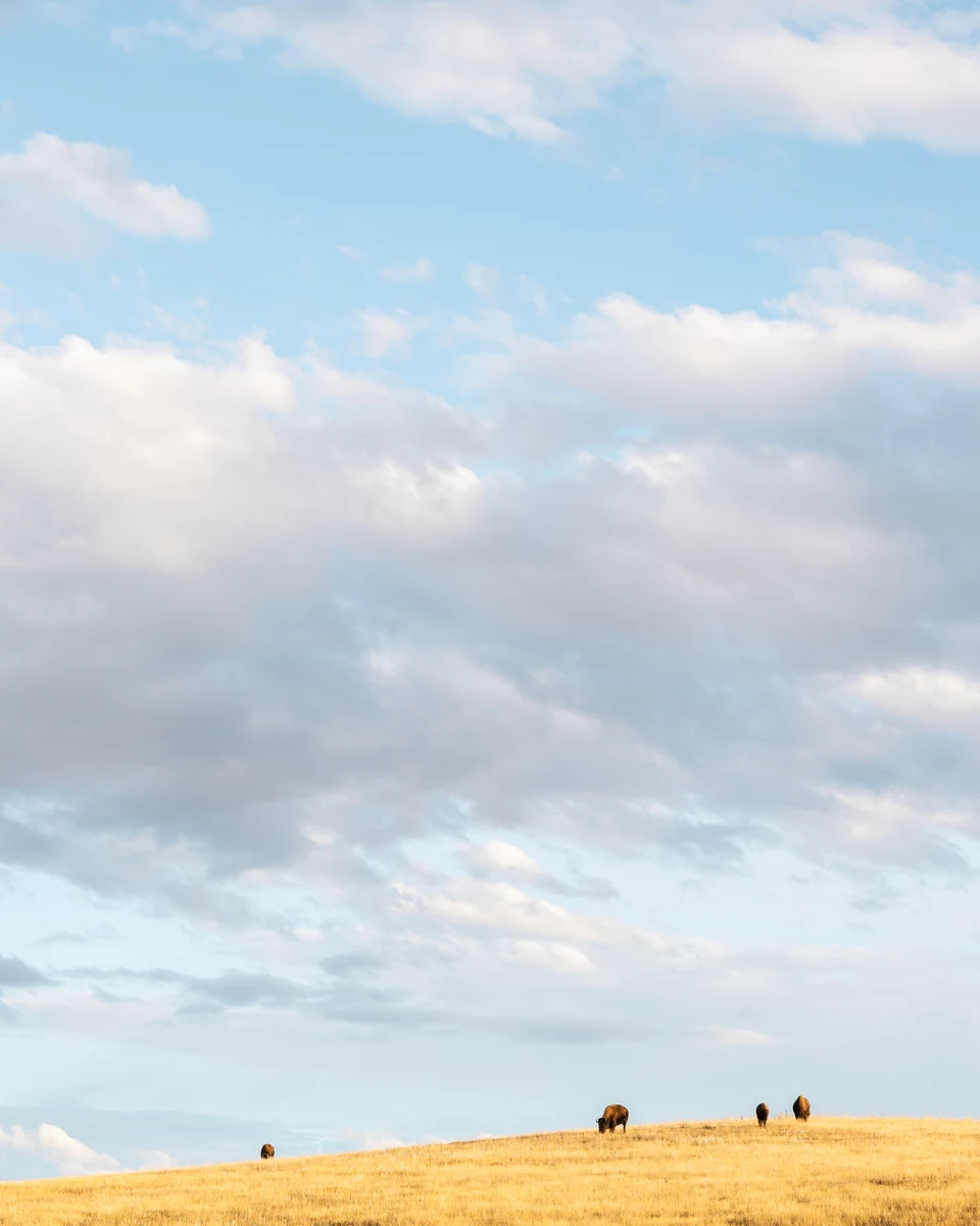 Tiny distant bison punctuate the crest of a golden hill beneath an expansive sky.