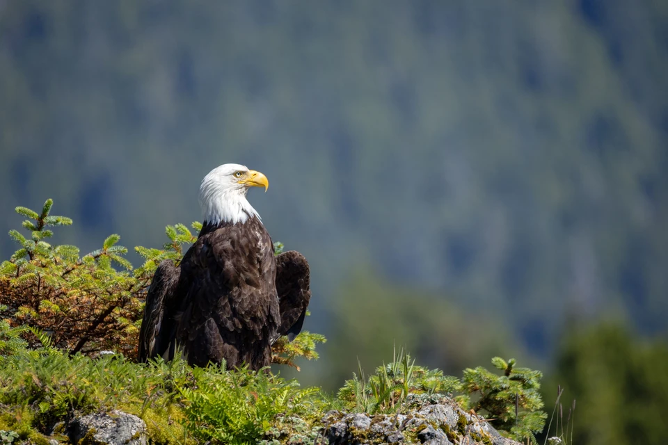 A bald eagle rests among evergreen branches against a soft mountain backdrop.