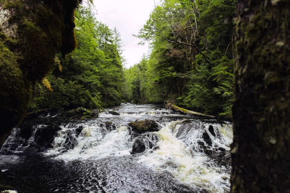 White water runs between deep green moss-covered walls of a forest gorge.