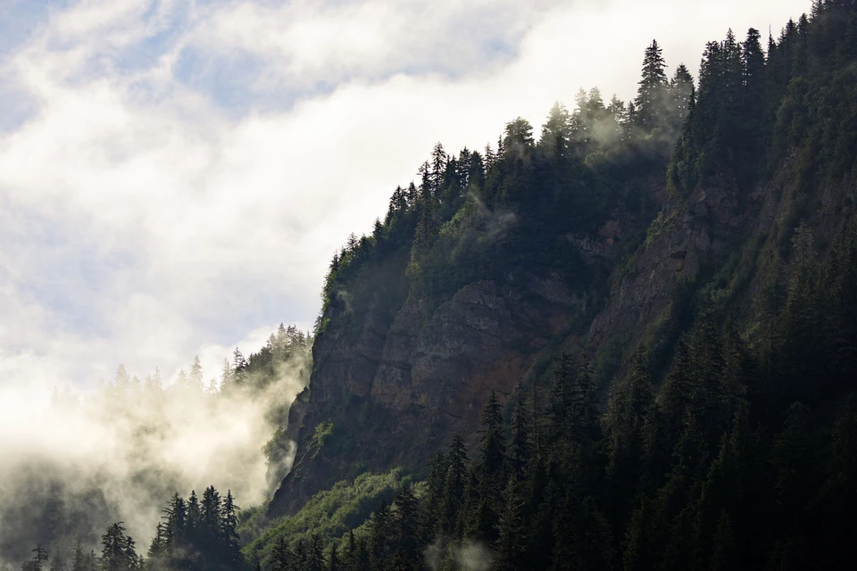 Morning mist drifts across a steep cliff lined with evergreen trees.