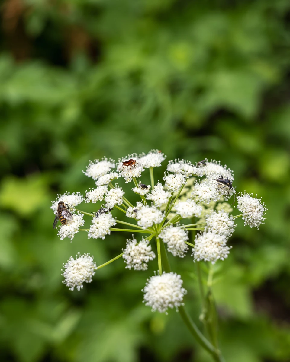 White woodland flowers and a tiny beetle against soft green foliage.