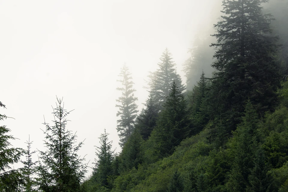 Layers of evergreen trees disappear into luminous mountain mist.